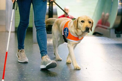 Person mit Blindenstock führt Assistenzhund an der Leine.