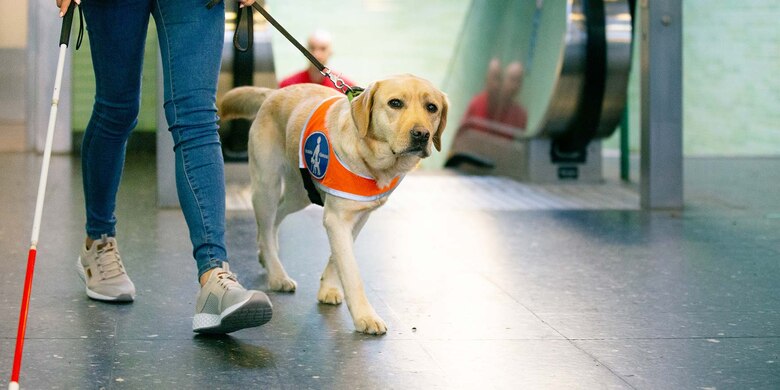 Person mit Blindenstock führt Assistenzhund an der Leine.